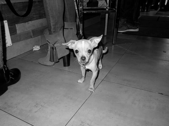 perro perro
